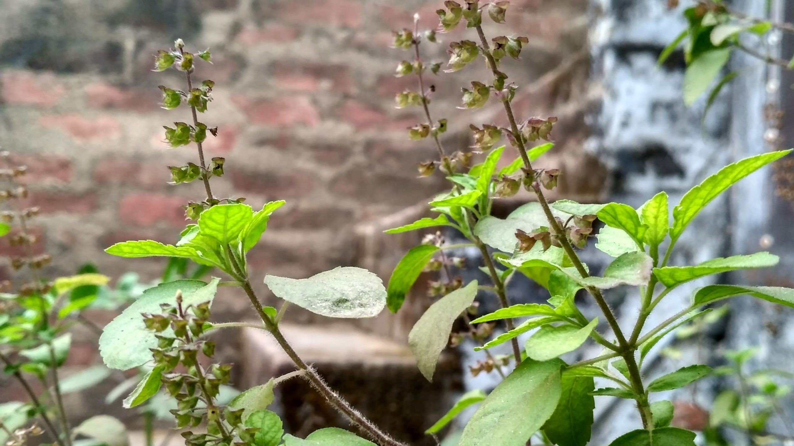 তুলসি পাতার  যেসব বিশেষ  উপকার পাওয়া যায়